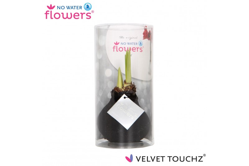 Hippeastrum gewaxt No Water Flowers Velvet Touchz® Black in koker2 tak 