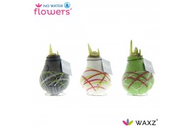 Hippeastrum gewaxt No Water Flowers Waxz® Art Picasso2 tak/plnt