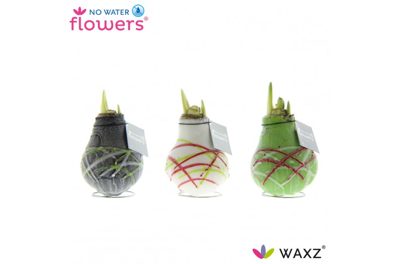 Hippeastrum gewaxt No Water Flowers Waxz® Art Picasso2 tak/plnt 