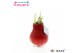 Hippeastrum gewaxt No Water Flowers Waxz® Red2 tak/plnt 