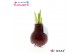 Hippeastrum gewaxt No Water Flowers Waxz® Bordeaux2 tak/plnt 