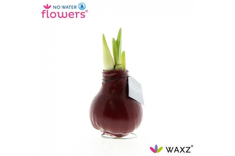 Hippeastrum gewaxt No Water Flowers Waxz® Bordeaux2 tak/plnt 