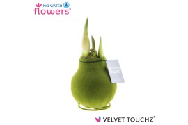 Hippeastrum gewaxt No Water Flowers Velvet Touchz® Moss Green2 tak/pln