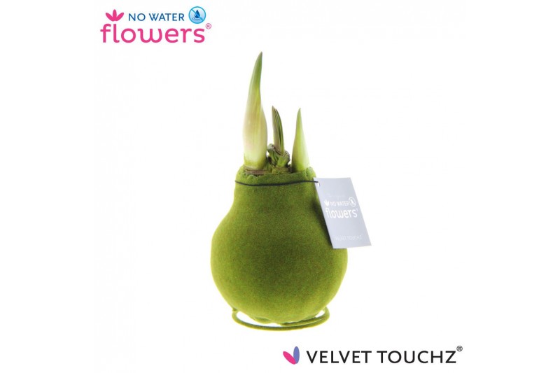 Hippeastrum gewaxt No Water Flowers Velvet Touchz® Moss Green2 tak/pln 