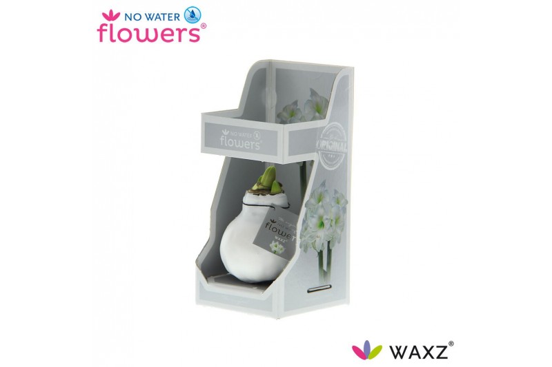 Hippeastrum gewaxt No Water Flowers Waxz® White in Gift Box2 tak/plnt 