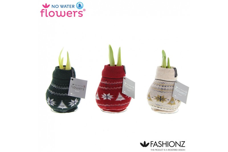 Hippeastrum gewaxt No Water Flowers® Fashionz Nordic2 tak/plnt 