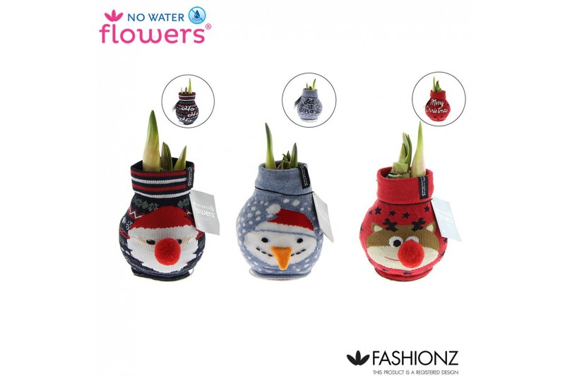 Hippeastrum gewaxt No Water Flowers® Fashionz Xmas2 tak/plnt 