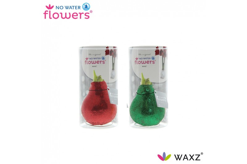 Hippeastrum gewaxt No Water Flowers Glitterz® Mix Traditional Rood/Gro 