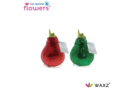 Hippeastrum gewaxt No Water Flowers Glitterz® Mix Traditional Rood / G