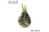 Hippeastrum gewaxt No Water Flowers Waxz® Galaxy Black(Decorum)2 tak/p