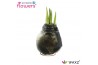 Hippeastrum gewaxt No Water Flowers Waxz® Univerz Deep Black(Decorum)2