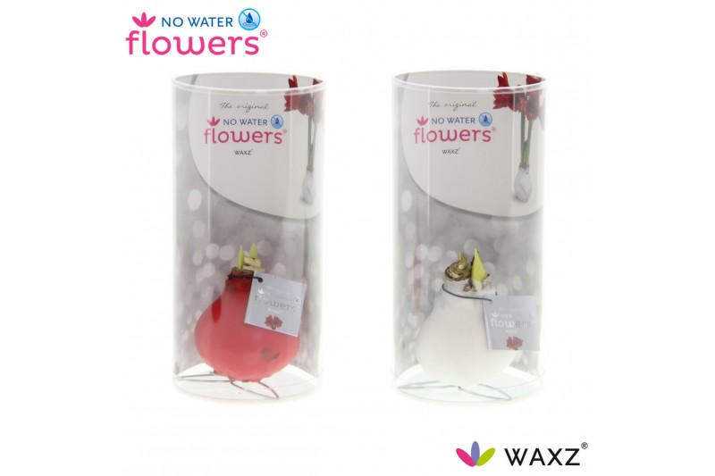 Hippeastrum gewaxt No Water Flowers Waxz® Kolibri mix in koker2 tak/pl 