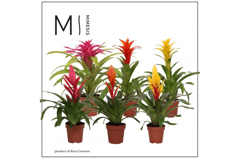 Bromelia mix Bromelia Cupcake - 12cm | Mimesis 