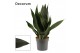 Sansevieria trifasciata Sansevieria Black Diamond 14 cm (Decorum) 