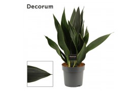 Sansevieria trifasciata Sansevieria Black Diamond 14 cm (Decorum)
