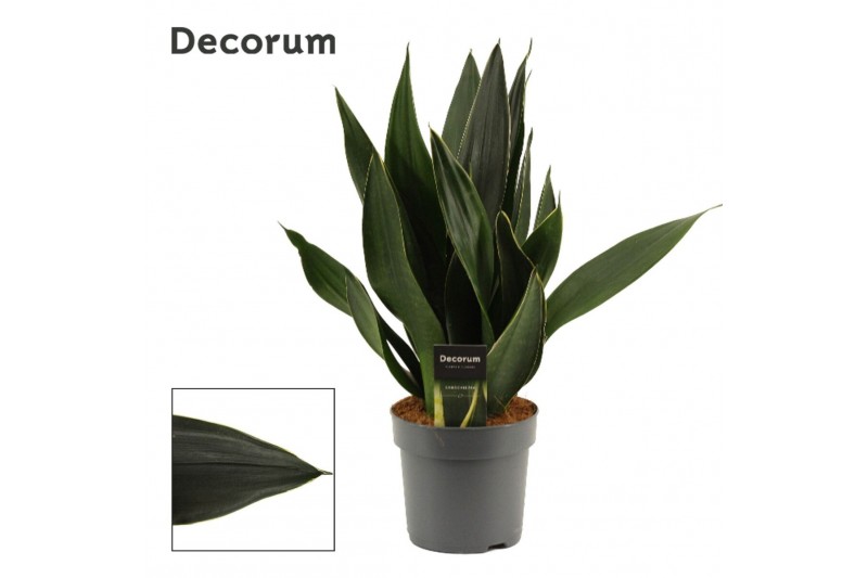 Sansevieria trifasciata Sansevieria Black Diamond 14 cm (Decorum) 