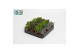 Succulenten mix Peperomia Mix 