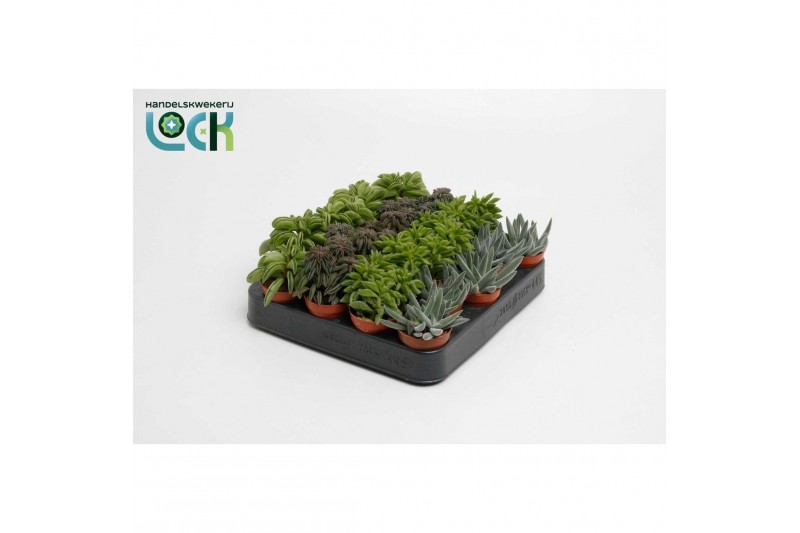 Succulenten mix Peperomia Mix 