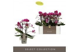 Phalaenopsis multiflora anthura morelia Optimost Morelia 4 spike40 bl.