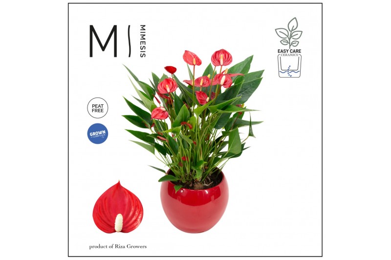 Anthurium andr. million flowers red Mimesis Anthurium KARMA Million -  
