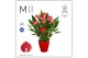 Anthurium andr. million flowers red Mimesis Anthurium KARMA Million -  
