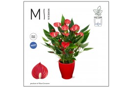 Anthurium andr. million flowers red Mimesis Anthurium KARMA Million - 