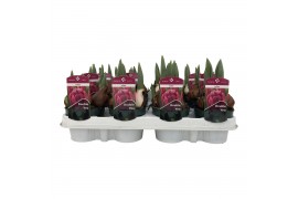 Tulipa Tulp Roze Lydia 3 per pot
