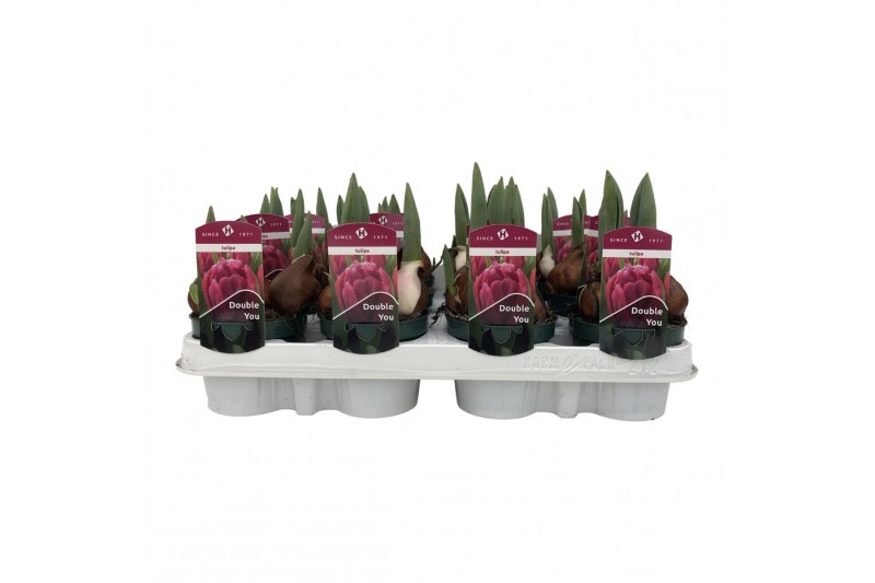 Tulipa Tulp Roze Lydia 3 per pot 