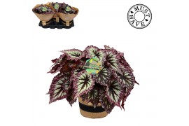 Begonia blad Bladbegonia Rex 17 Fireworks in jutte mand Must Have2 pp