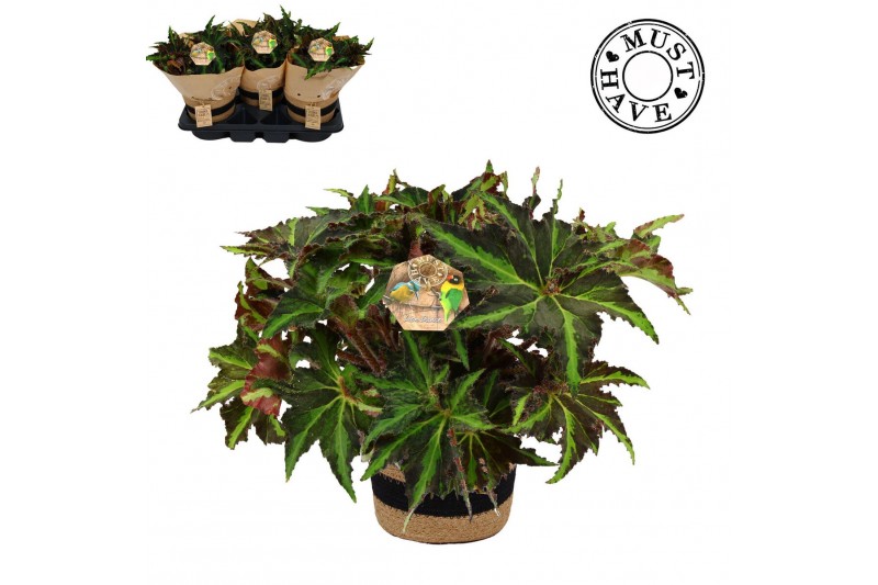 Begonia blad rex magic colours lion dance Bladbegonia Rex 17 Liondance 