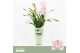 Cymbidium Cymbidium, Pink Bell 2-spike Orchid Collection Potcover 2 ta 