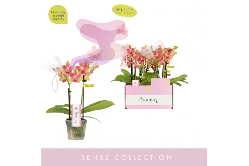 Phalaenopsis multiflora geel Aromio Spring 2 spike10 bl. 2 tak/plnt 