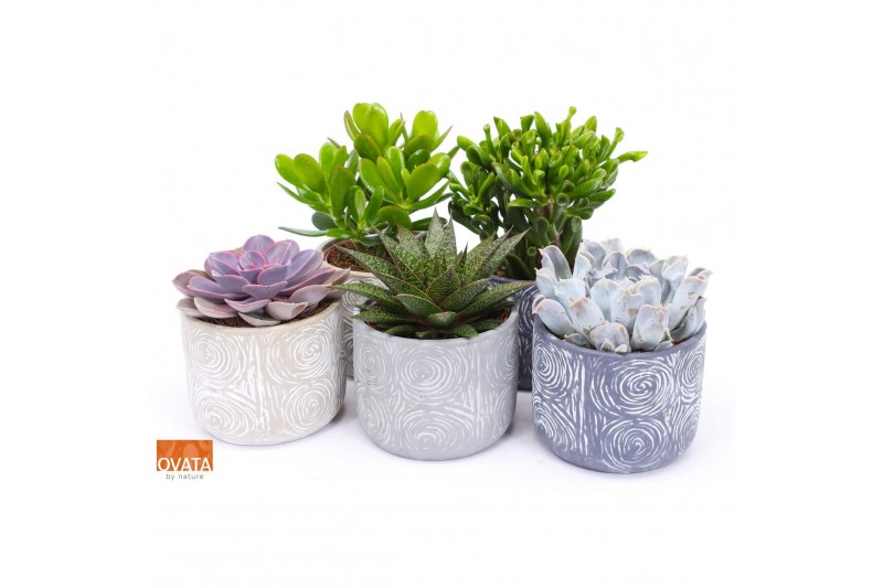 Succulenten mix Succulent mix in Toledo 14 UK - NON CITES 