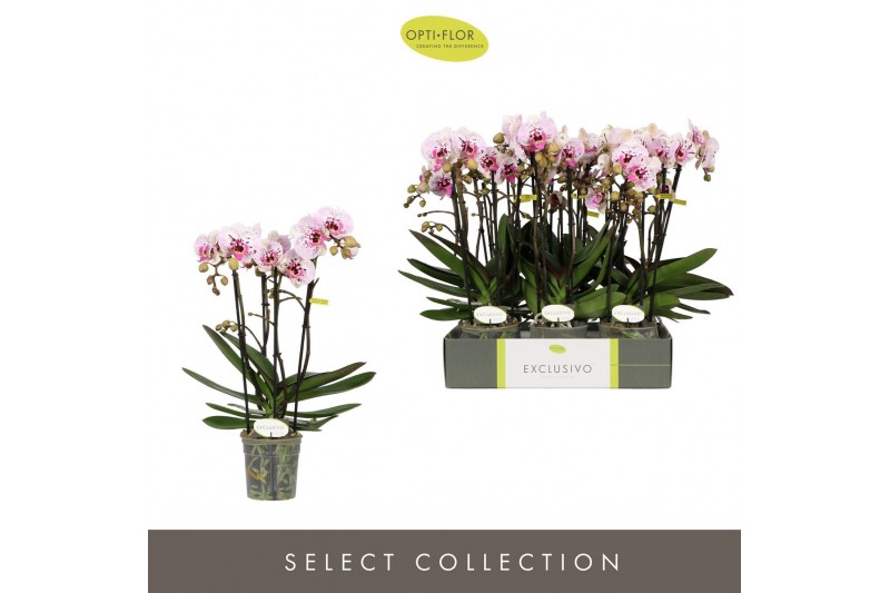 Phalaenopsis multiflora Exclusivo Athena 4 spike 35 bl. 4 tak/plnt 500 
