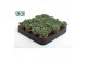 Succulenten Delosperma Echinatum tanz3 pp 