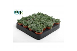 Succulenten Delosperma Echinatum tanz3 pp