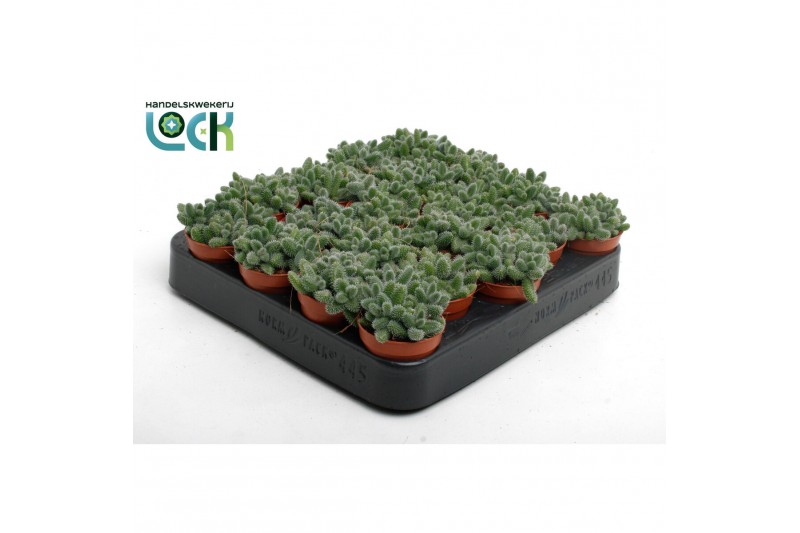 Succulenten Delosperma Echinatum tanz3 pp 