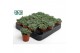 Succulenten Delosperma Echinatum tanz3 pp 