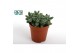 Succulenten Delosperma Echinatum tanz3 pp 
