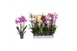 Phalaenopsis mix Phalaenopsis 5 color mix, 5-spike 30+bl.  tak/plnt