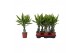 Dracaena fragr. golden queen 1 PP 