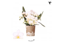 Phalaenopsis Anthura  Nazare Kolibri Orchids Phalaenopsis Botanic Naza