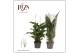 Spathiphyllum strauss 3+ - Blanco Hoes 