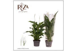 Spathiphyllum strauss 3+ - Blanco Hoes