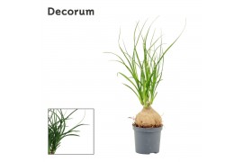 Beaucarnea recurvata Beaucarnea bol 7 cm (Decorum) 1 tak/plnt