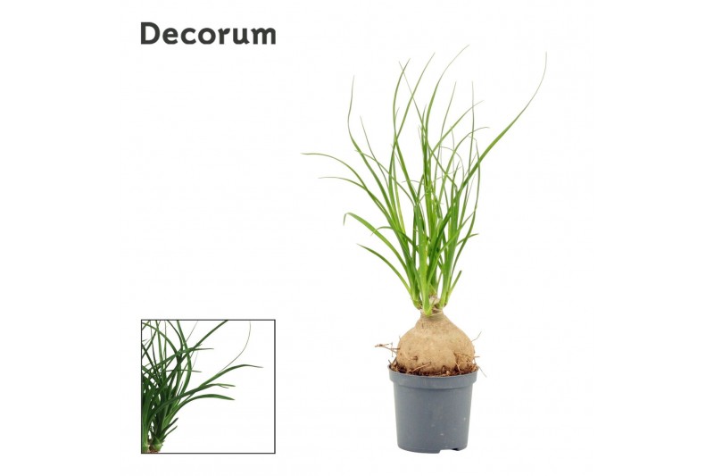 Beaucarnea recurvata Beaucarnea bol 7 cm (Decorum) 1 tak/plnt 