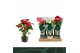 Anthurium andr. mix 3 kleuren Anthurium Mix 14cm Luxe Keramiek 5 bl. 