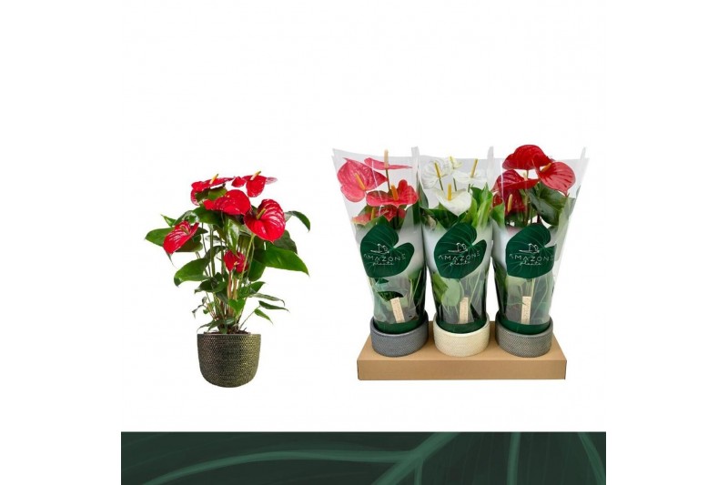 Anthurium andr. mix 3 kleuren Anthurium Mix 14cm Luxe Keramiek 5 bl. 