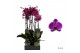 Phalaenopsis Starsailor Phalaenopsis Starsailor - 2 tak 70cm 16 bl. 2  