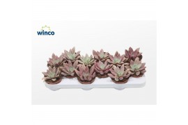Echeveria Graptoveria Rosie Crow1 pp